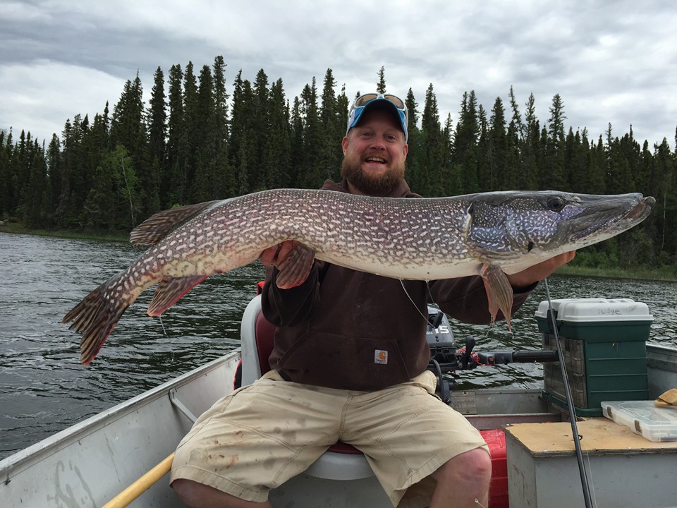 Trophy Northern Pike caught during a visit to the Molson Lake Lodge